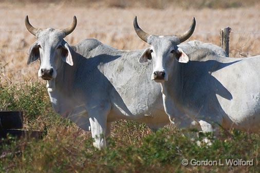 Texas Cattle_34922.jpg - Photographed along the Gulf coast near Port Lavaca, Texas, USA.